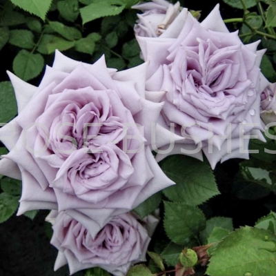 ��������� �����. Chateau Myrtille. (��, ����)